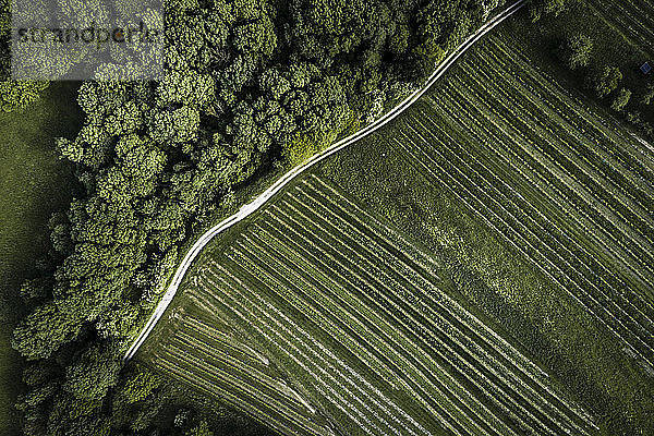 Österreich  Niederösterreich  Luftaufnahme eines Feldweges entlang eines grünen ausgedehnten Weinberges