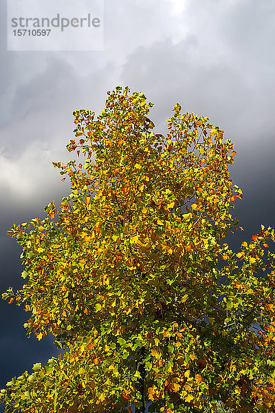 Deutschland  Sachsen  Tulpenbaum (Liriodendron tulipifera) im Herbst