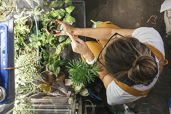 Draufsicht einer jungen Frau  die in einem Gartengeschäft Pflanzen pflegt