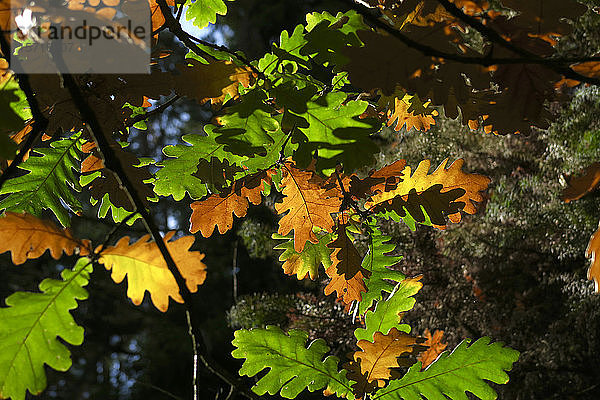 Deutschland  Sachsen  Eichenblätter färben sich im Herbst