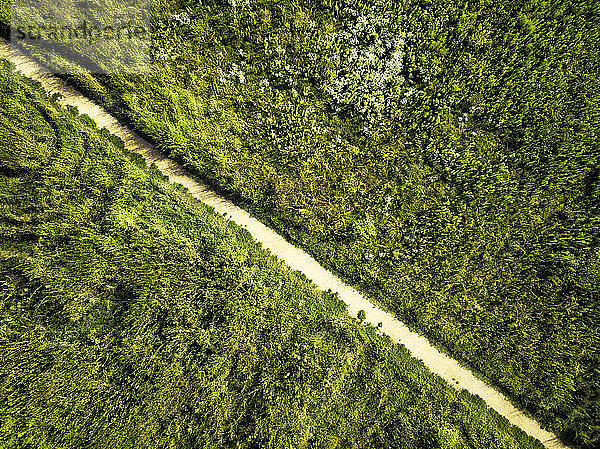 Deutschland  Berlin  Luftaufnahme eines leeren Feldweges inmitten grüner Vegetation
