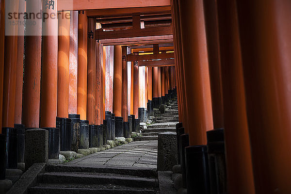 Japan  Präfektur Kyoto  Stadt Kyoto  Torii-Pfad des Fushimi Inari-taisha-Tempels