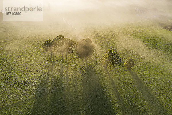 Deutschland  Oberbayern  Greiling  Luftaufnahme von Feld und Bäumen im Nebel bei Sonnenaufgang