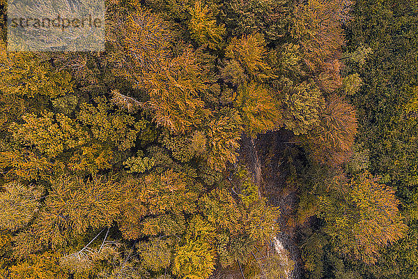Österreich  Niederösterreich  Luftbild des Herbstwaldes