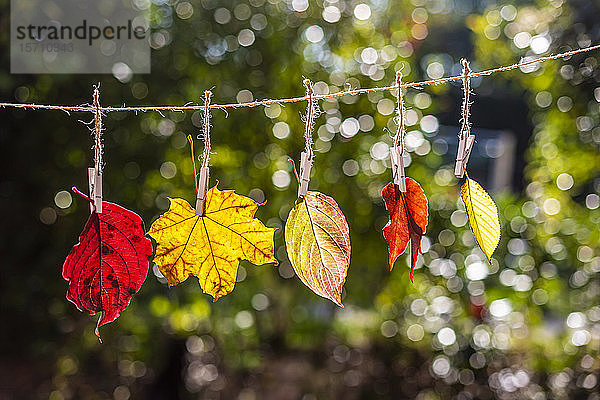 Deutschland  Bayern  Landshut  Verschiedenfarbige Herbstblätter an der Wäscheleine hängend