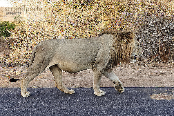 Männlicher Löwe geht auf einer Straße  Krüger-Nationalpark  Südafrika