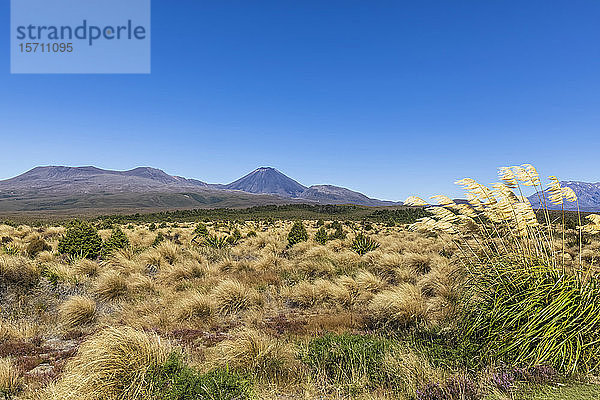 Neuseeland  Nordinsel  klarer blauer Himmel über gelbem Gras  das vor den Vulkanen Ngauruhoe und Tongariro wächst