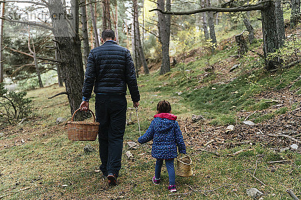 Vater und Tochter wandern mit Stock und Korb durch den Wald auf der Suche nach Pilzen