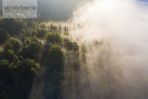 Deutschland  Bayern  Mittenwald  Luftaufnahme eines im Morgennebel gehüllten Waldes