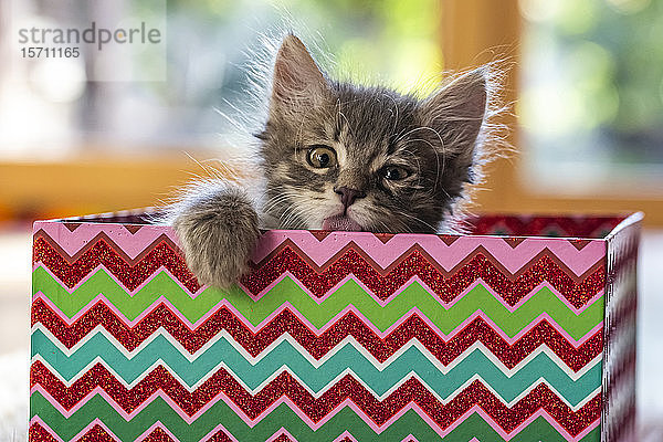 Porträt eines süßen  flauschigen Kätzchens  das im Kasten sitzt