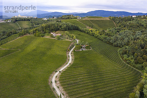 Italien  Friaul-Julisch Venetien  Brazzano  Luftaufnahme einer kurvenreichen Landstraße über ausgedehnte grüne Weinberge