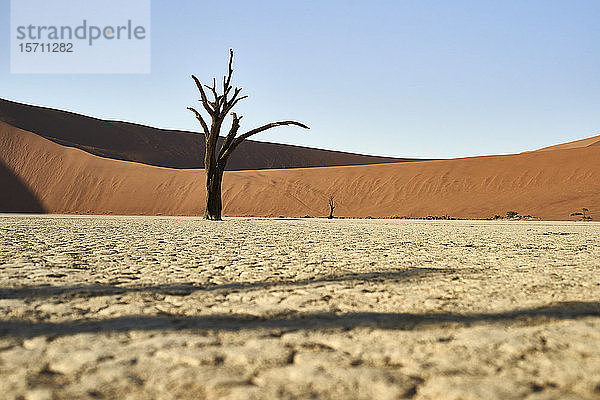 Tote Bäume in Deadvlei  Sossusvlei  Namib-Wüste  Namibia