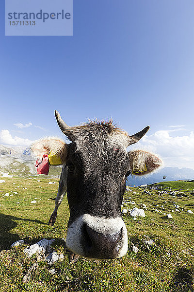 Italien  Trentino-Südtirol  Porträt einer in den Dolomiten weidenden Einzelkuh