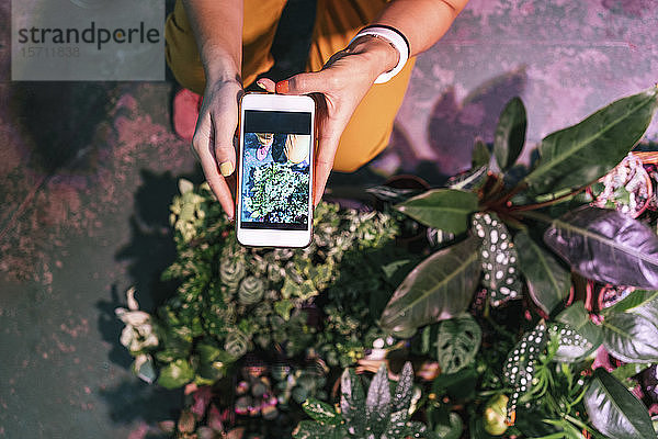 Nahaufnahme einer Frau  die mit einem Smartphone Pflanzen fotografiert