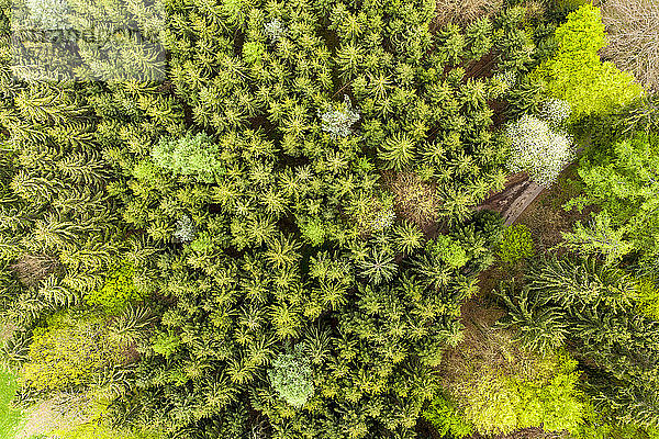 Deutschland  Hessen  Luftaufnahme eines grünen  üppigen Mischwaldes im Odenwald