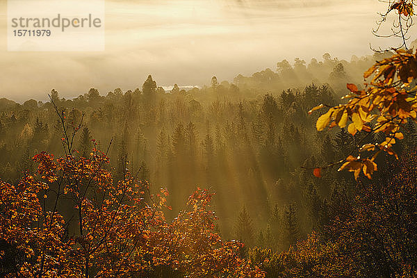Deutschland  Bayern  Morgensonne beleuchtet Nebelwald im Naturschutzgebiet Isarauen