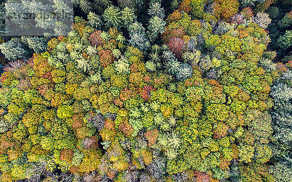 Deutschland  Baden-Württemberg  Luftaufnahme des Schwäbisch-Fränkischen Waldes im Herbst