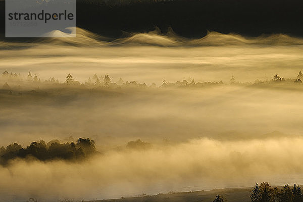 Deutschland  Bayern  Luftaufnahme des dichten Morgennebelwaldes im Naturschutzgebiet Isarauen