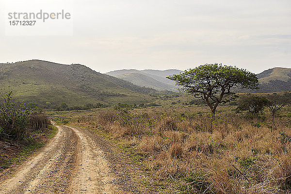 Savannenlandschaft  KwaZulu-Natal  Südafrika