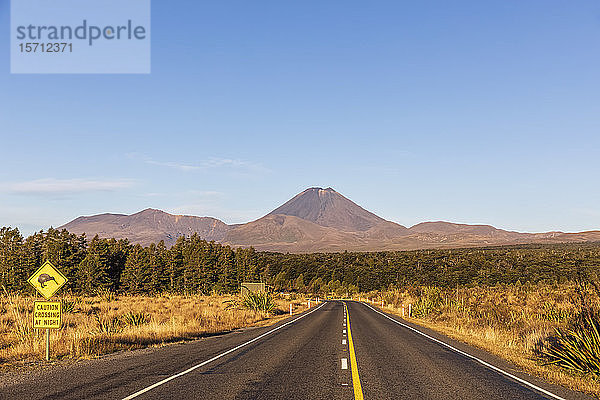Neuseeland  Nordinsel  Kiwi-Vogel überquert Straßenschild am State Highway 48 mit dem Mount Ngauruhoe im Hintergrund