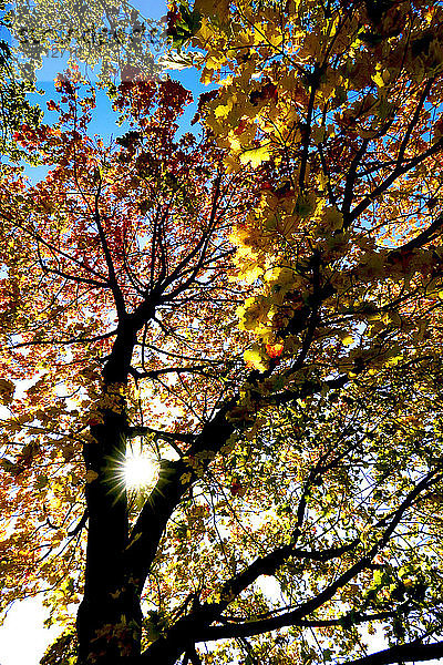 Deutschland  Sachsen  Niederwinkelansicht eines Ahornbaums im Herbstwald