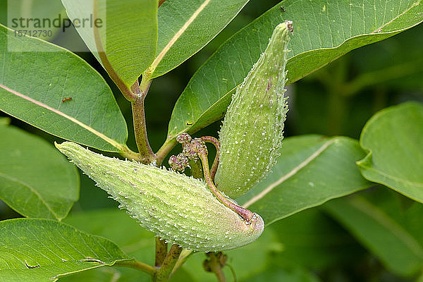 Deutschland  Bayern  Bad Gronenbach  Follicles of common milkweed (Asclepias syriaca)