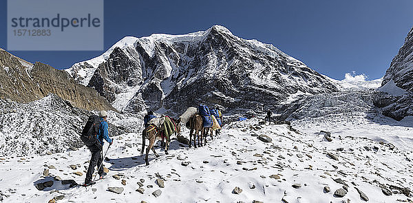 Trekkinggruppe mit Lasttieren am Chonbarden-Gletscher  Tukuche Peak  Dhaulagiri Circuit Trek  Himalaya  Nepal