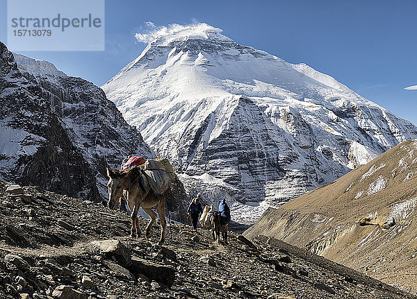 Trekkinggruppe mit Lasttieren am Chonbarden-Gletscher  Dhaulagiri  French Pass  Dhaulagiri Circuit Trek  Himalaya  Nepal