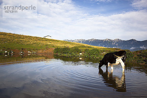 Italien  Verona  Lessinia  Kühe trinken vom Teich auf dem Feld