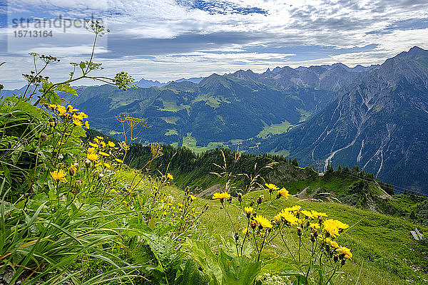 Österreich  Vorarlberg  Mittelberg  Blühende Wildblumen vor grünem Tal in den Allgäuer Alpen