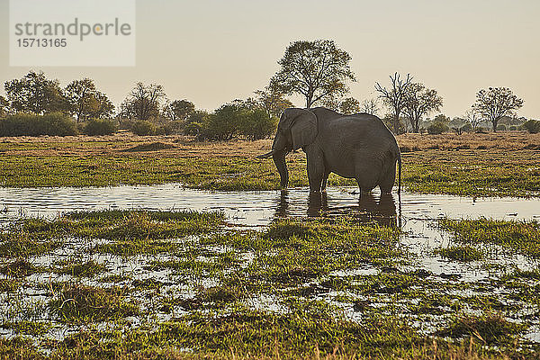 Elefant im Fluss  Khwai  Botswana