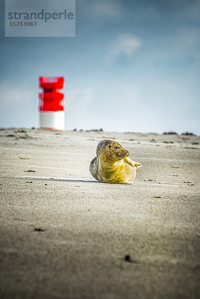 Pferdekopfrobbe  Halichoerus grypus  Helgoland  Schleswig-Holstein  Deutschland  Europa