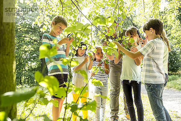 Schulkinder untersuchen mit ihrem Lehrer Blätter am Baum