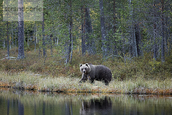 Finnland  Kuhmo  Braunbär (Ursus arctos) am Ufer eines borealen Waldsees im Herbst