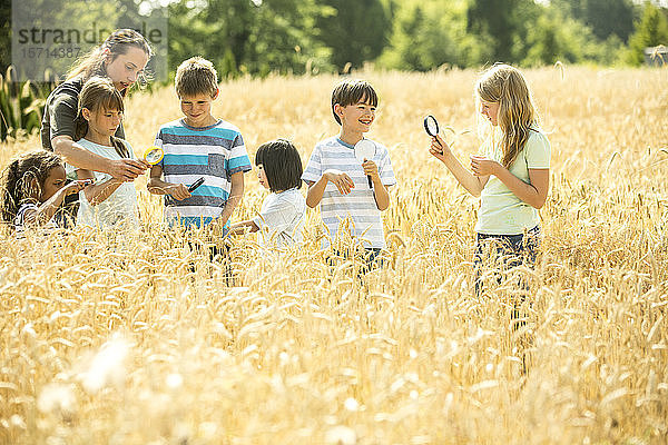Kinder untersuchen Weizenfeld mit ihrer Lehrerin unter Verwendung von Vergrößerungsgläsern