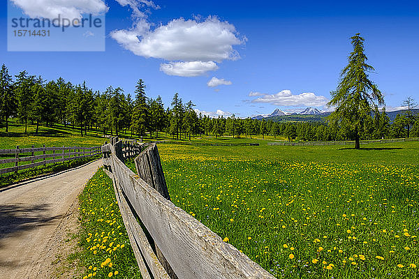 Italien  Südtirol  Salten  Zäune entlang eines Feldweges  der durch eine Frühlingswiese führt