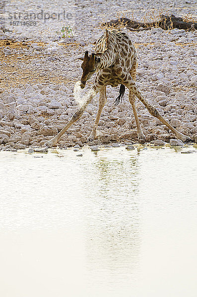 Namibia  Giraffe trinkt aus Wasserloch im Okaukuejo-Camp