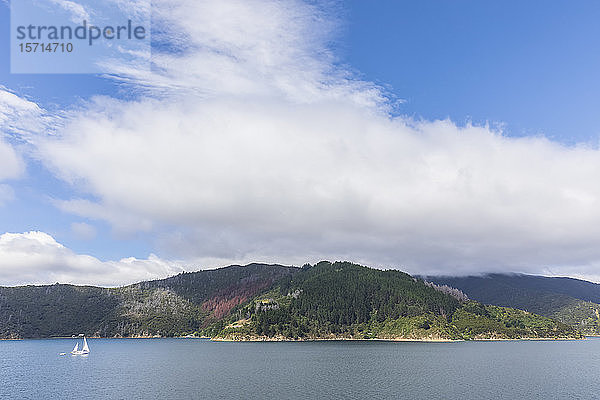 Neuseeland  Region Marlborough  Picton  Weiße Sommerwolken über den Marlborough Sounds und der bewaldeten Küstenlinie der Südinsel