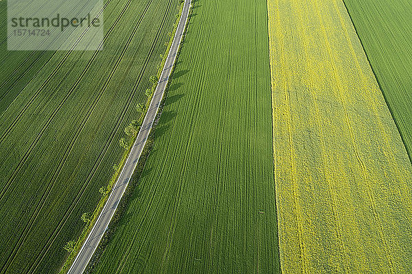 Deutschland  Bayern  Luftaufnahme einer mit Bäumen gesäumten Straße  die sich zwischen weiten Feldern auf dem Land erstreckt