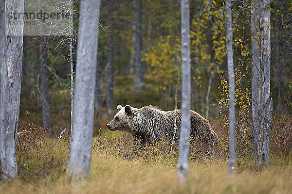 Finnland  Kuhmo  Braunbär (Ursus arctos) beim Wandern in der Herbsttaiga