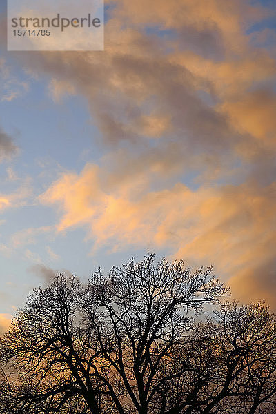 Deutschland  Sachsen  Wolken über der Silhouette eines kahlen Baumes in der Winterdämmerung