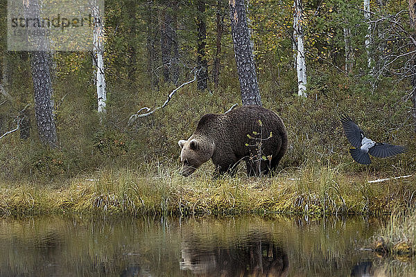 Finnland  Kuhmo  Vogel landet neben Braunbär (Ursus arctos)  der im Herbst am Ufer eines borealen Waldsees steht