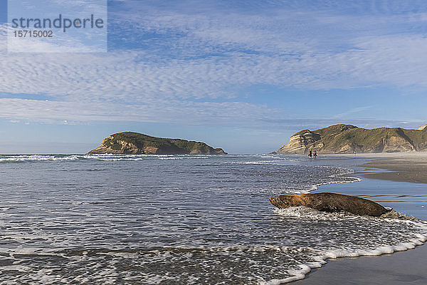 Neuseeland  Südinsel  Tasmanien  Seelöwe (Phocarctos hookeri) am Wharariki Beach