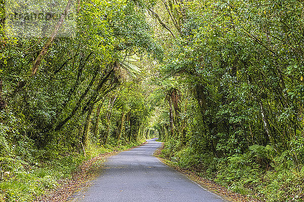 Neuseeland  Asphaltstrasse schneidet durch grünen  üppigen Wald im Egmont National Park