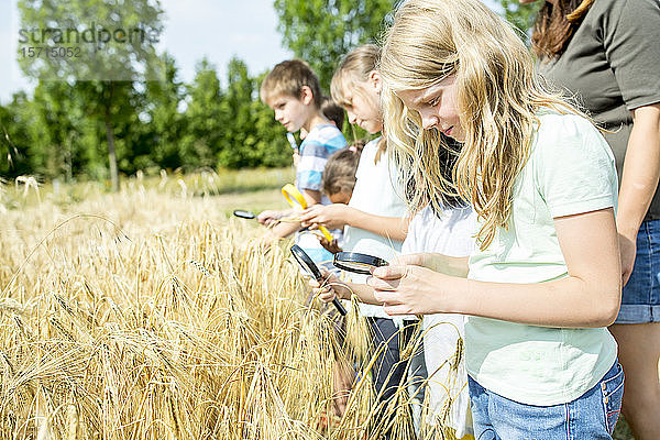 Gruppe von Kindern  die Weizen auf dem Feld untersuchen