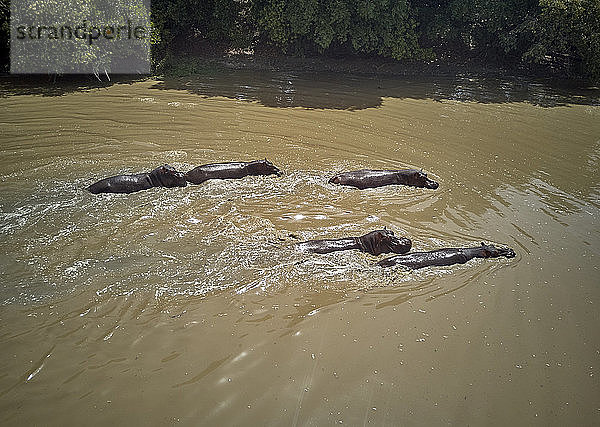 Benin  Gruppe von Flusspferden  die den braunen Pendjari-Fluss überqueren
