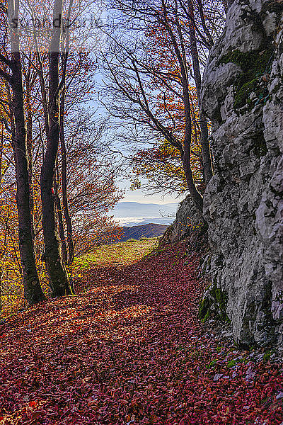Italien  Monte-Cucco-Wald im Herbst