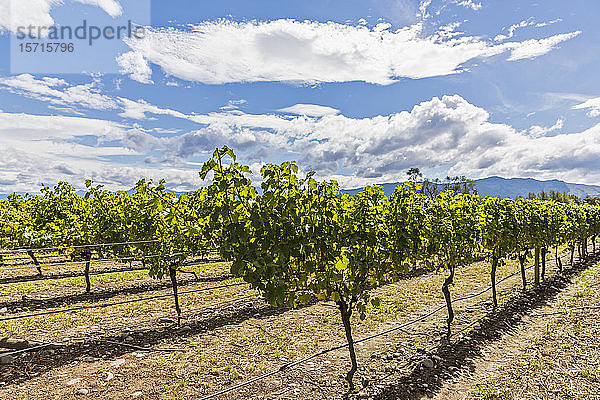 Neuseeland  Region Marlborough  Sauvignon Blanc-Trauben im Weinberg