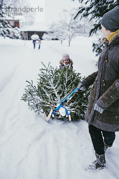 Frau transportiert nach Weihnachten Tannenbaum auf Schlitten zum Kompost  Jochberg  Österreich