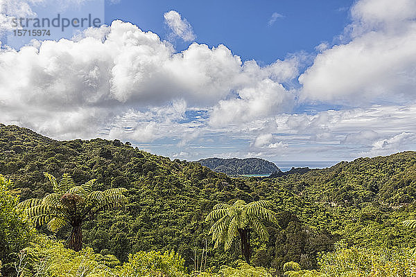 Neuseeland  Weiße Wolken über grünem Tropenwald
